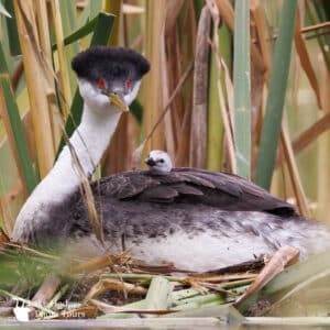 Western Grebe and Chick