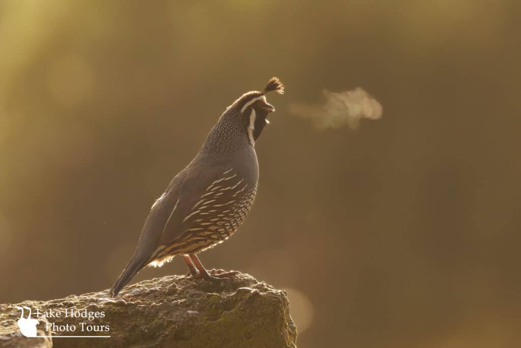 What are the odds of it being cool enough in Southern California in April to see this… a vocalizing male California Quail with its breath hanging in the morning air? This was Lake Hodges at first light today - it's small moments like this you'll never forget.