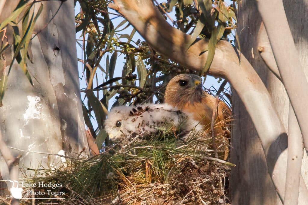 Red-tailed hawk chick