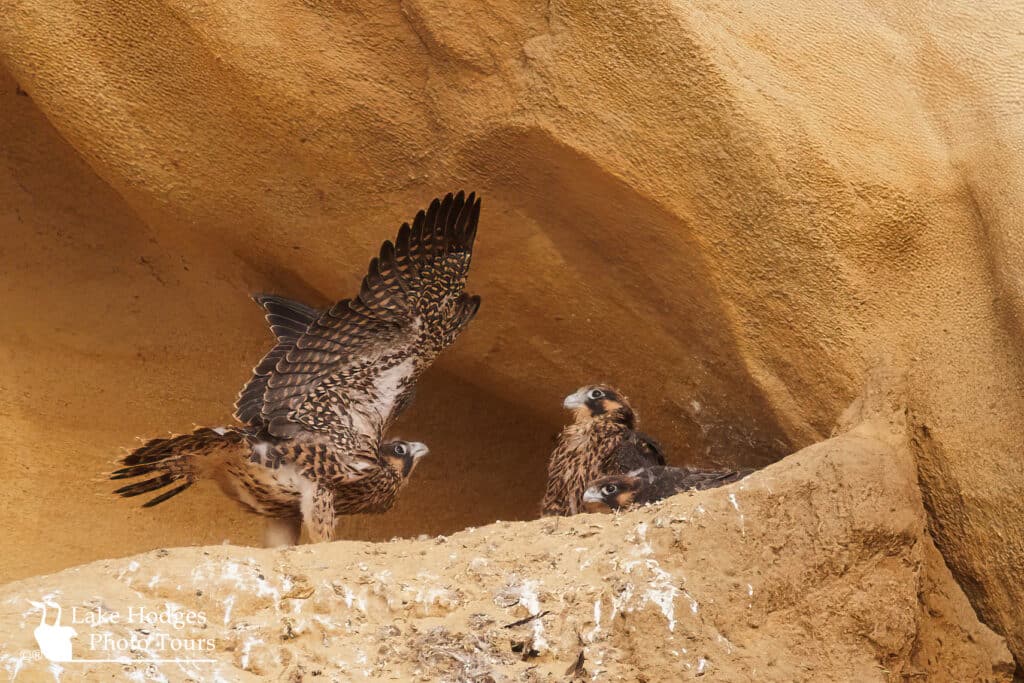Pergrine chick showing of to its siblibngs @lakehodgesphototours