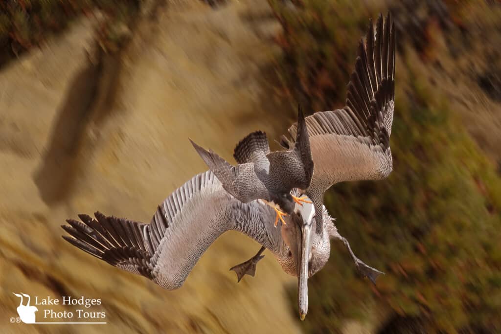 @Lakehodgesphototours