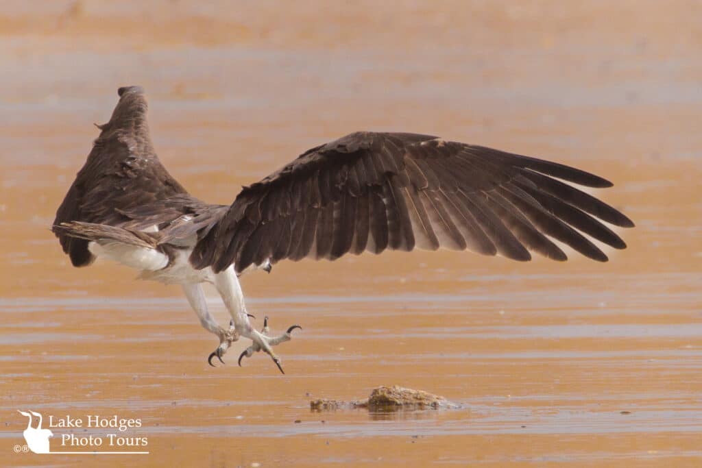 Hungry osprey!...