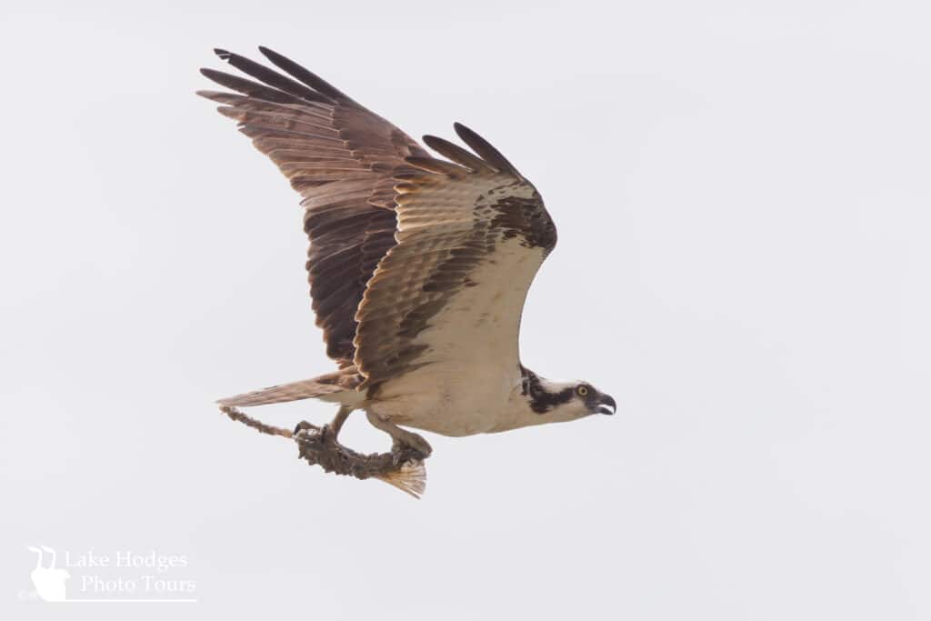 Osprey with fish bones
