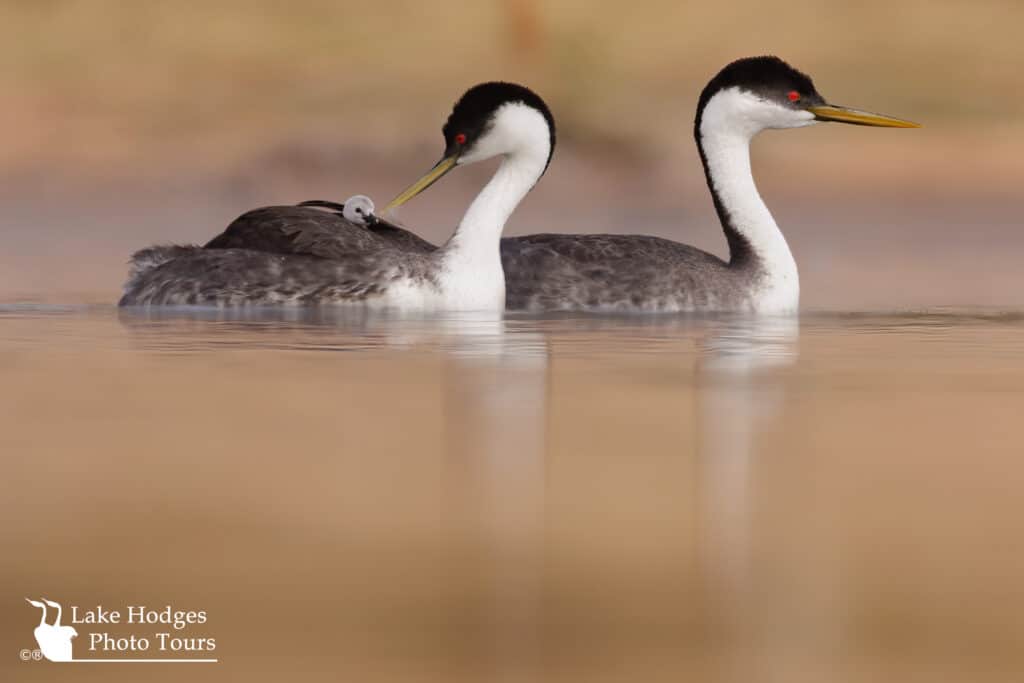 tiny grebe chickl