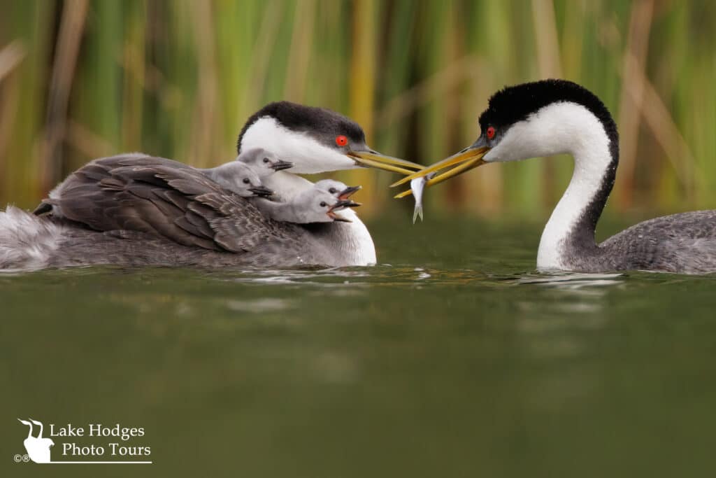 chicks wanting to be fed