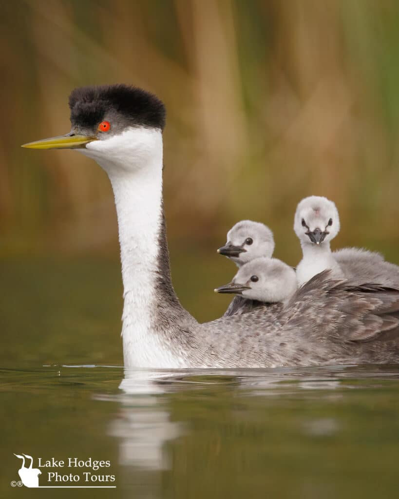 western Grebe chciks