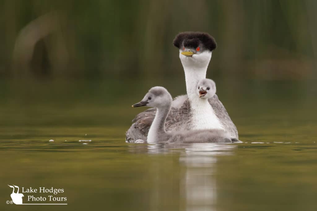 The chicks grow fast
