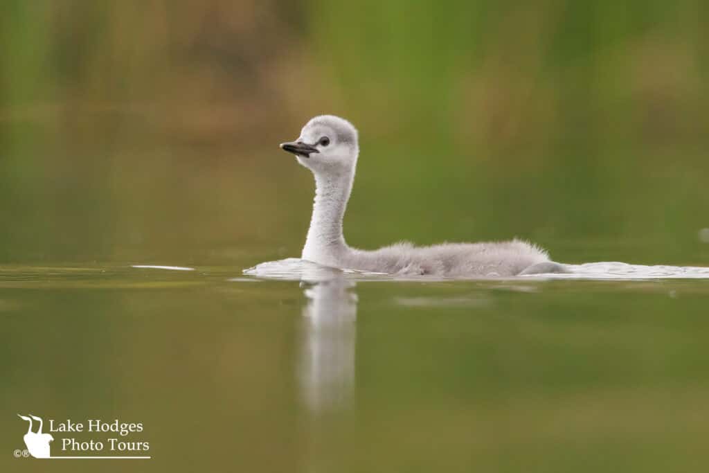 Grebe chick