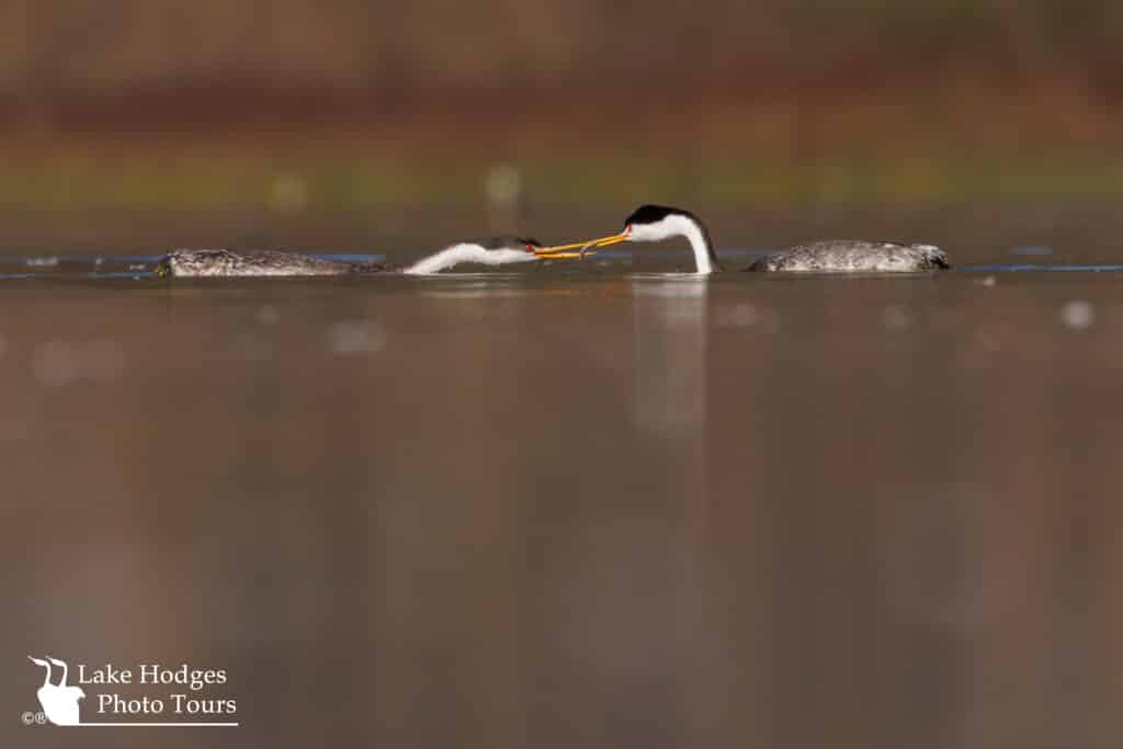 Noisy, begging Grebe chick @LakeHodgesPhotoTours