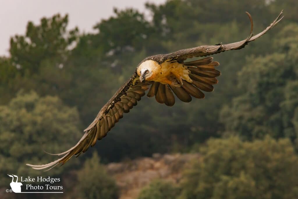 Bearded Vulture or Lammergeier at @LakeHodgesPhotoTours