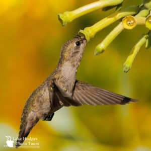 Summertime Anna's Hummingbird @LakeHodgesPhotoTours