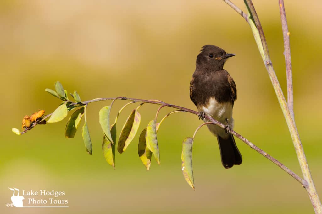 Phoebe flycatcher in the morning sunlight @LakeHodgesPhotoTours
