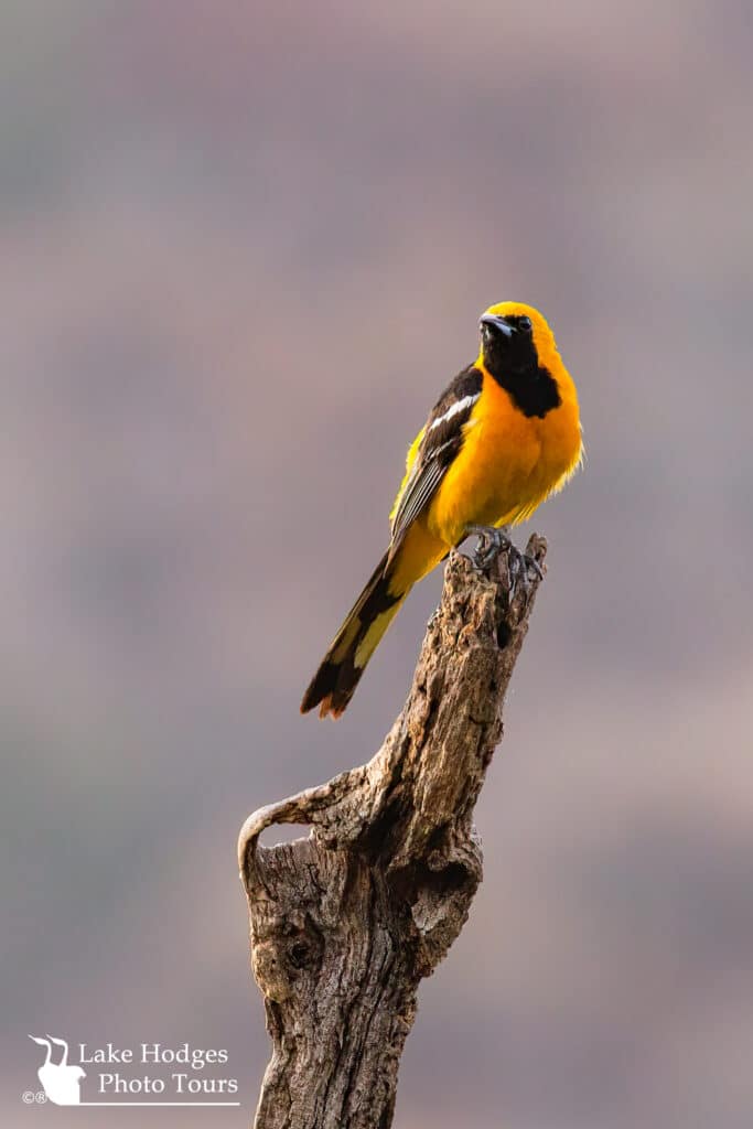 Hooded Oriole @LakeHodgesPhotoTours