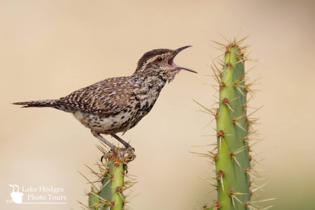 Coastal Cactus Wren auditioning for a musical @LakeHodgesPhotoTours