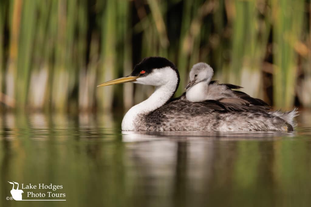 Large Grebe chick still riding on it's parents @LakeHodgesPhotoTours