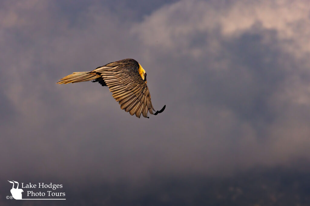 Bearded Vulture, Lammergeier, the Bone Eaating Vulture, always last to the party.... Once all the other vultures have picked the carcas clean, the Bearded Vulture arrives.