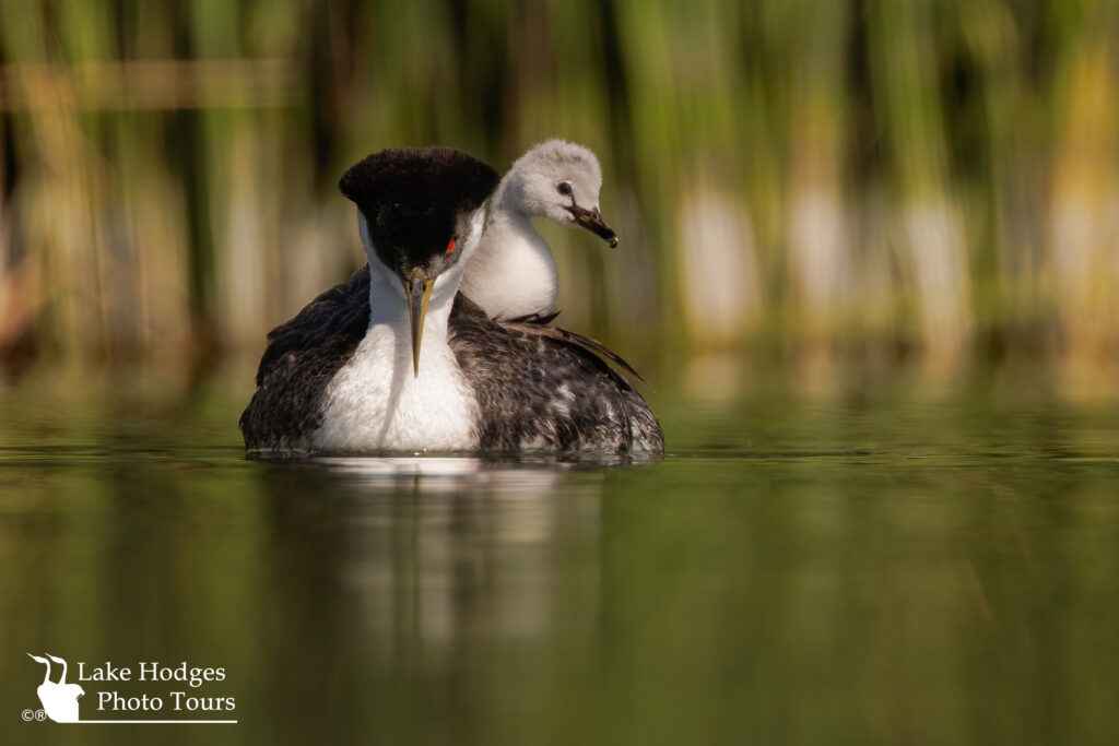 A pretty large chick, won't be onboard much longer