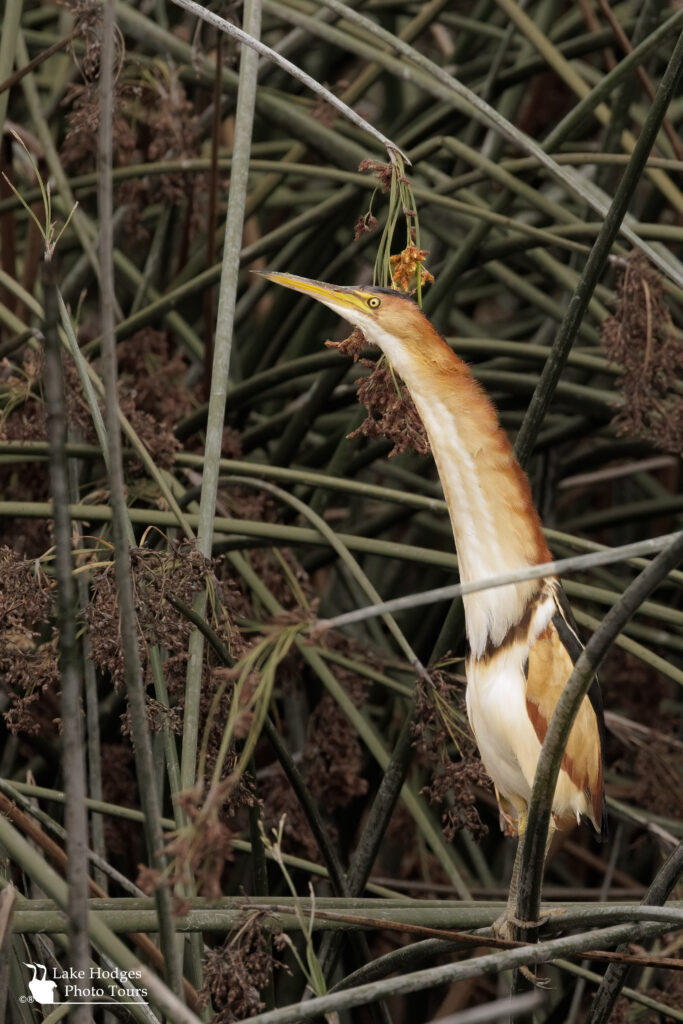 A very elongated Least Bittern