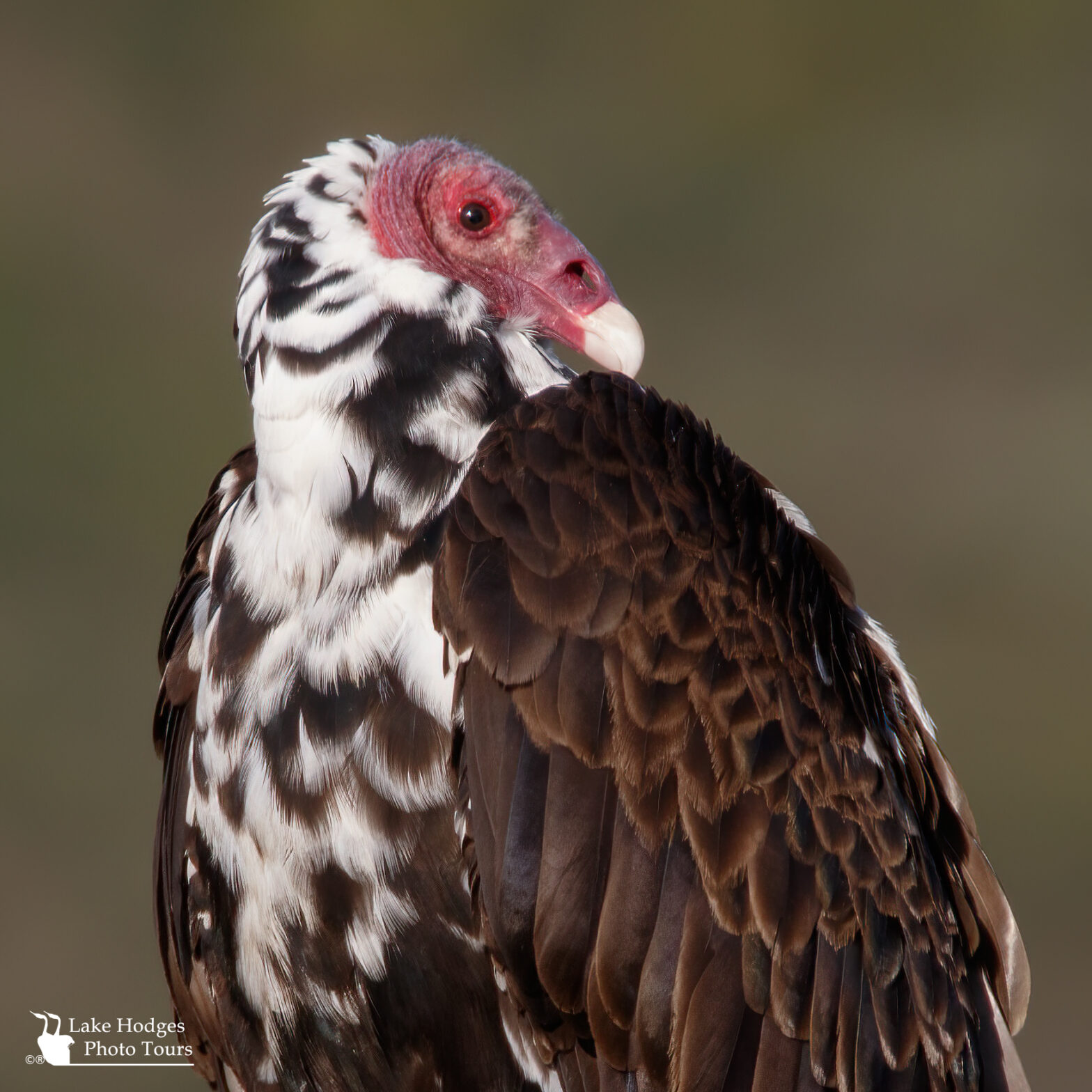 IVAD, International Vulture Awareness Day