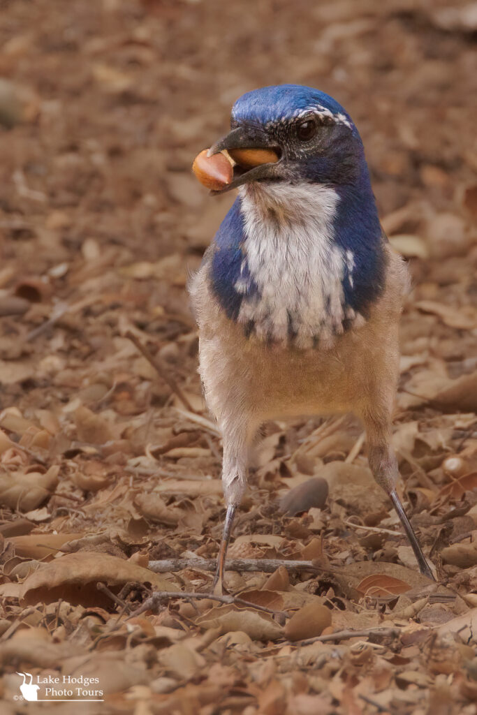 Why stop ast just one.... Scrub Jay harvesting acorns.