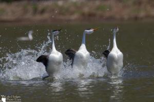 Rushing Clark's and Western Grebes